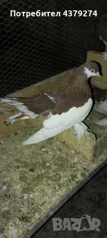 млади гълъби