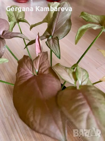 Syngonium Regina Red 