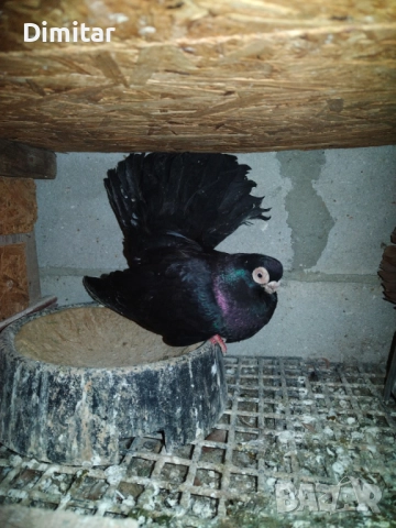 Работеща двойка, снимка 2 - Гълъби - 52793754