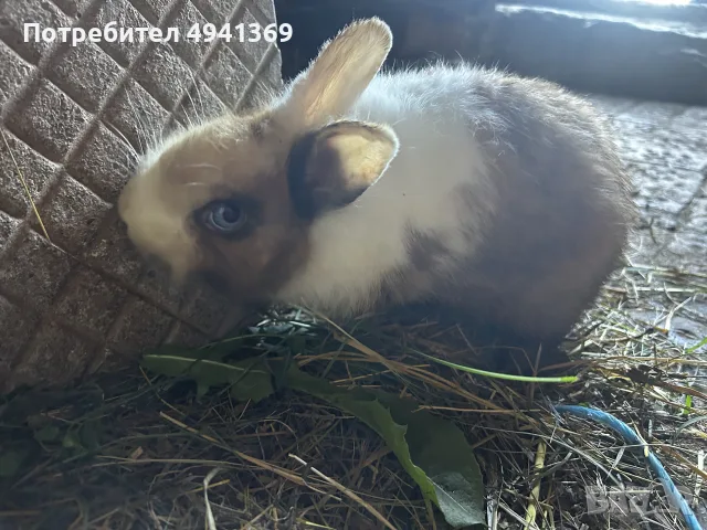 Лъвска глава и зализан косъм, снимка 11 - Декоративни зайчета - 55969783