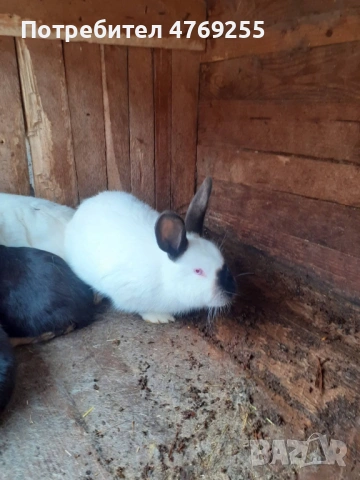 Зайци Кръстоска 