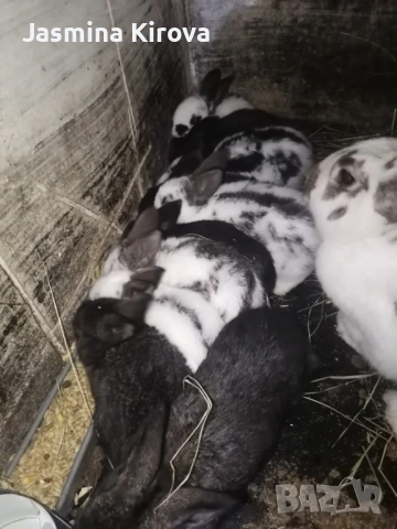 Свободни зайци, снимка 2 - Други - 53307197