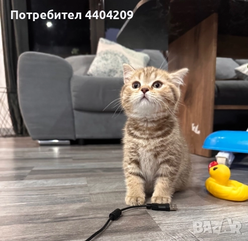 Британски късокосмести