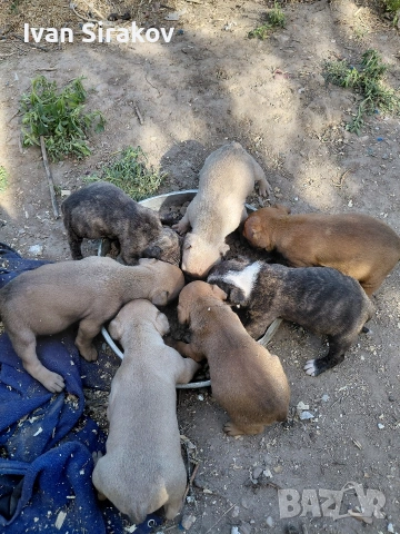 питбулчета от най-добрите разплодници в Европа , снимка 4 - Питбул - 54317331