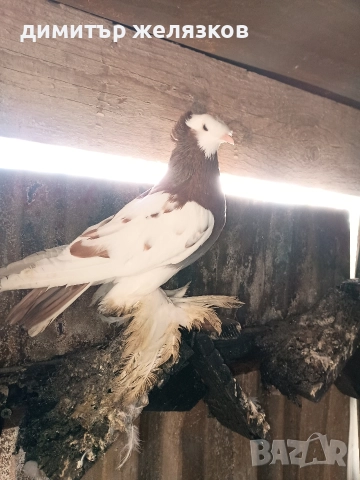 Гълъби демкежи, снимка 1 - Гълъби - 49071204