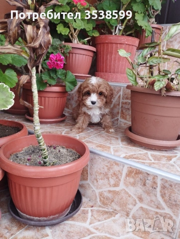 Кавапу , снимка 2 - Пудели - 52909276