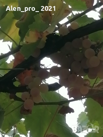 Продавам къща в с.Караджово, снимка 3 - Къщи - 51871186