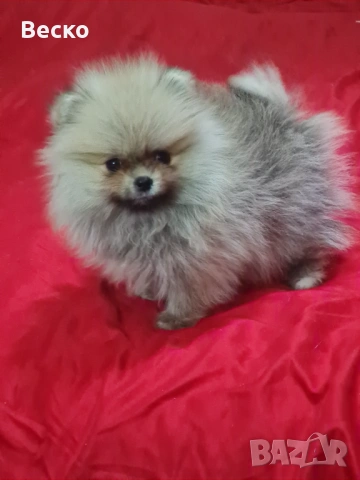 Померан мини женски , снимка 11 - Померан - 53158238
