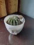 Кактус Ехинопсис (Echinopsis eyriesii), снимка 7