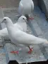 Продавам гълъби, снимка 2