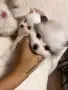 Померани кученца, снимка 5
