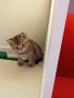 Британско коте , снимка 12