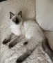 женска на 4 месеца търси своето любящо семейство, снимка 2