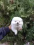 Бяло момченце. Померан., снимка 3