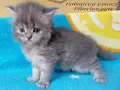 Сибирче, сибирска котка, сибирски котенца, сибирско коте, хипоалергично, синьо момиче, снимка 1