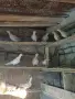 Гургутки  пеещи   , снимка 1