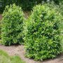 Лавровишна (Prunus laurocerasus), снимка 7