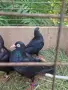 Продавам  2 чифта черни донеци, снимка 1