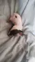 Продава се женски пинчер , снимка 2