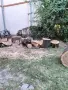 Дъб дърва за огрев 6 куб. плътно, снимка 3