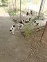 Каракачанска овчарка , снимка 4