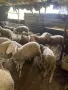 Продавам кочлета, снимка 5