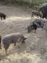 Свободни прасенца, снимка 5