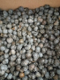 семена от палма трахикарпус студоустойчива 200 бр за 20 лв, снимка 1 - Сортови семена и луковици - 44925301