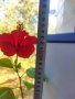 Китайски рози хибискус червена фуния, снимка 5