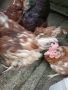 Кокошки , снимка 4