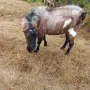 Продавам Пръч чип, снимка 3