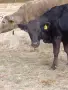 Юница на една година , снимка 2