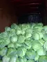 Истинско ЗЕЛЕ КЬОСЕ , снимка 4