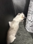 сребърни котета , снимка 4