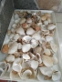  Рапани и миди, снимка 3