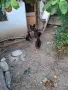 Катунски  петли , снимка 5