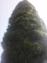 Дърво кипарѝс (Cupressus sempervirens), снимка 5