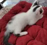 котенца търсят дом, 3 мес., снимка 3
