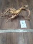 Корени за аквариум, терариум, паладиум , снимка 3