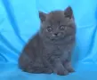 Чистокръвни Британски сини котенца, снимка 11