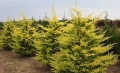 Кипарис Лейланди „Gold Rider“ (Златен ездач) Cupressocyparis leylandii ‘Gold Rider’, снимка 2