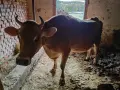 Крава Джарсе Заплодена и юница, снимка 2