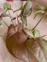 Syngonium Regina Red , снимка 1