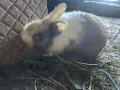 Лъвска глава и зализан косъм, снимка 11