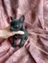 Чихуахуа момиче , снимка 2