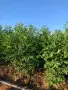 Орехови фиданки Чандлър , снимка 1