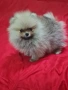 Померан мини женски , снимка 11