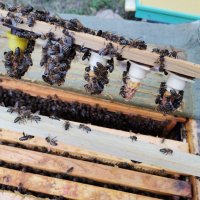 Пчелни майки и отводки , снимка 3 - Други - 29257602