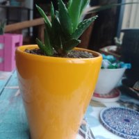 керамична саксия с екзотично растение, снимка 3 - Стайни растения - 40344590