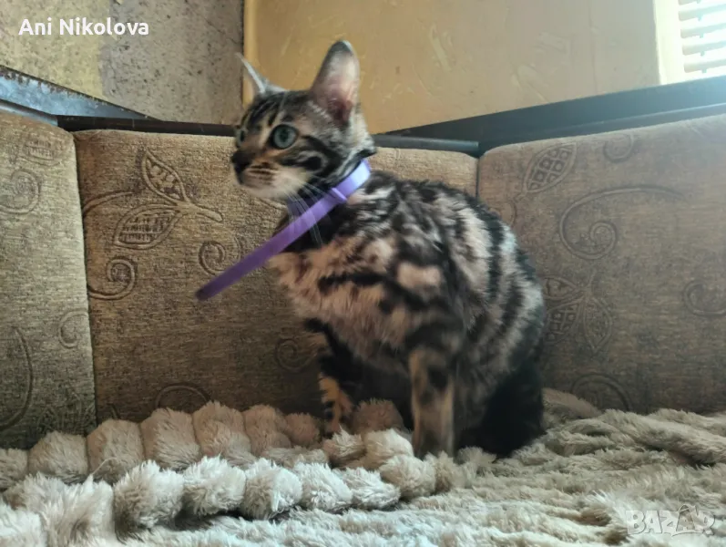 Бенгалска котка, снимка 1